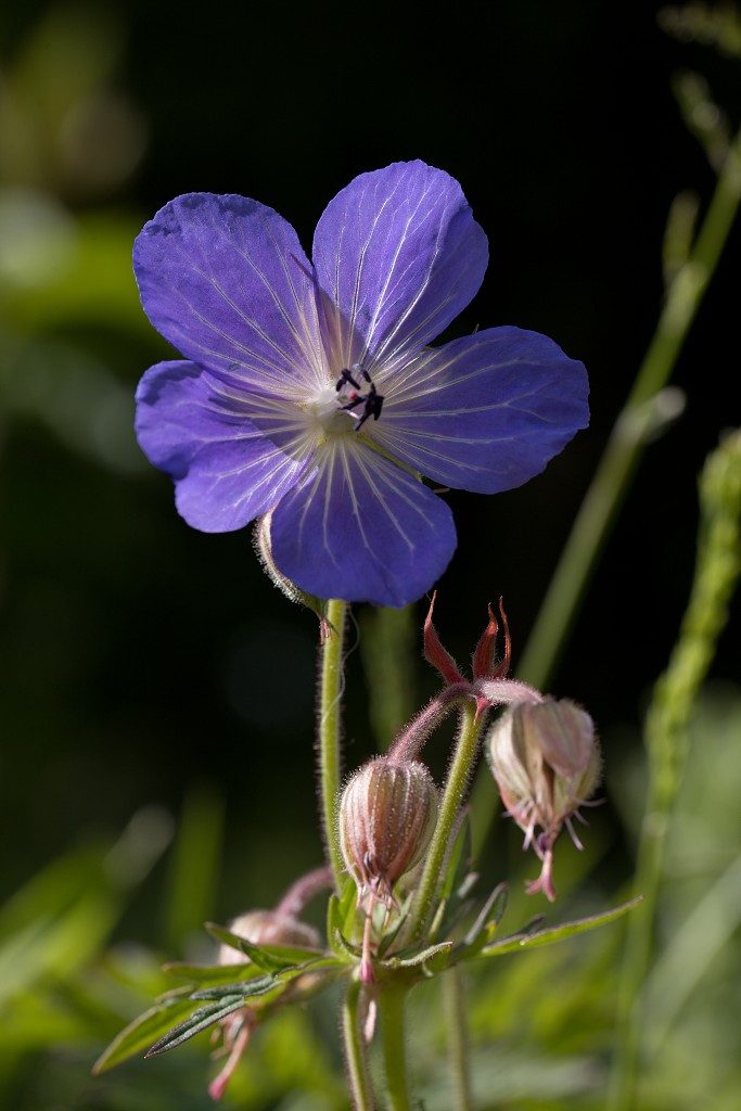 voornes duin tenellaplas Quackjeswater natuur natuurgebied natuurmonumenten hdr duinen Zuid Hollands landschap polder bossen natuurreservaat Natura 2000